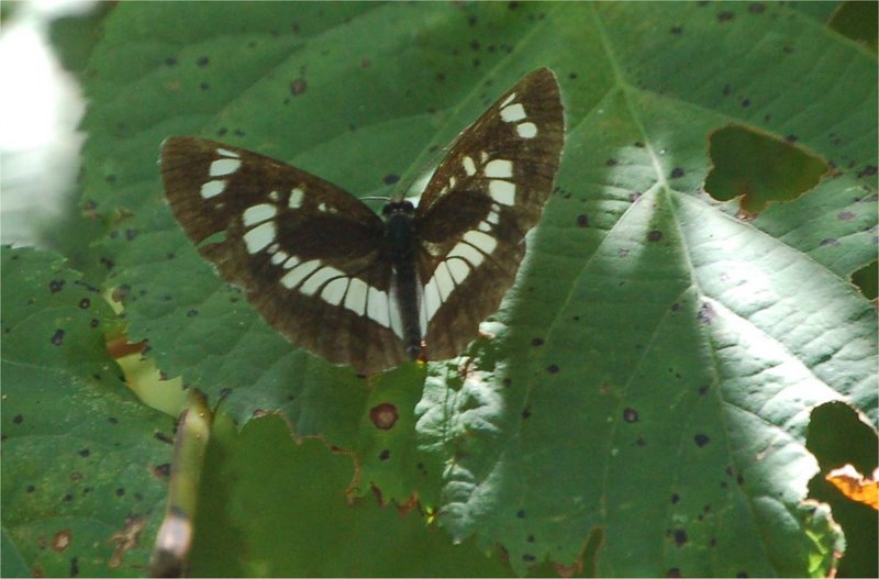 Limenitis reducta e camilla